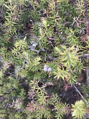 Leptecophylla juniperina