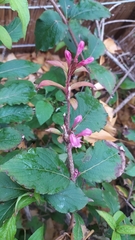 Weigela