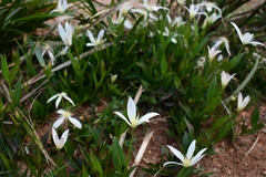 Clematis gentianoides