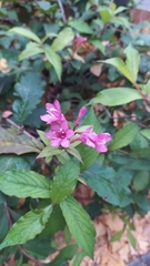 Weigela