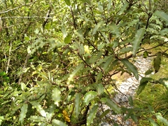 Olearia ilicifolia