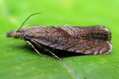 Dichrorampha acuminatana