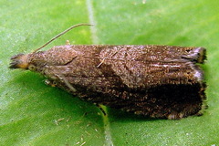 Dichrorampha acuminatana
