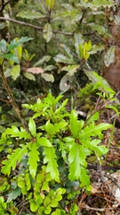 Raukaua simplex