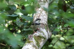 Apalis thoracica claudei
