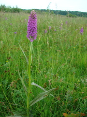 Dactylorhiza majalis baltica