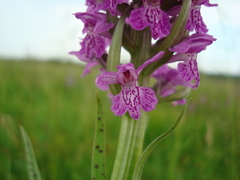 Dactylorhiza majalis baltica