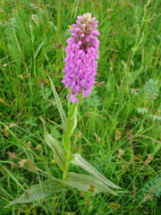 Dactylorhiza majalis baltica