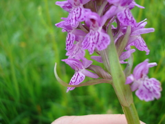 Dactylorhiza majalis baltica