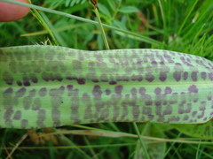 Dactylorhiza majalis baltica