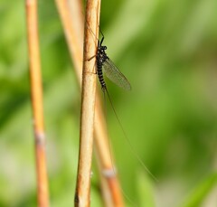 Leptophlebia
