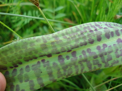 Dactylorhiza majalis baltica