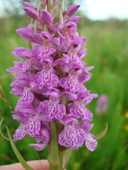 Dactylorhiza majalis baltica