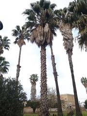 Washingtonia robusta