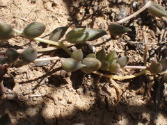 Curio radicans
