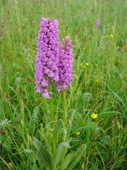 Dactylorhiza majalis baltica