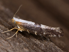 Argyresthia spinosella
