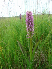 Dactylorhiza incarnata cruenta