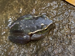 Ranoidea nudidigita