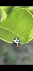Austracantha