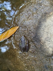 Ranoidea nudidigita