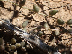 Curio radicans