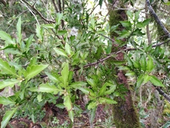 Phyllocladus alpinus