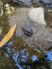 Ranoidea nudidigita