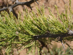 Asparagus burchellii