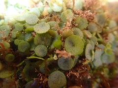 Caulerpa chemnitzia