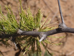 Asparagus burchellii