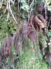 Dendroligotrichum tongariroense