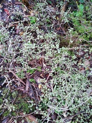 Neomyrtus pedunculata