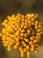Helichrysum cymosum