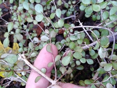 Neomyrtus pedunculata