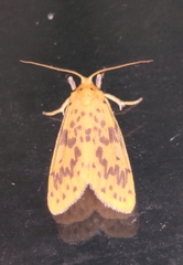 Miltochrista arcuata