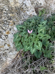 Cyclamen persicum