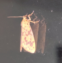 Miltochrista arcuata