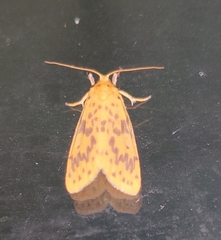 Miltochrista arcuata