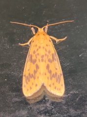 Miltochrista arcuata