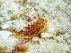 Halgerda tessellata
