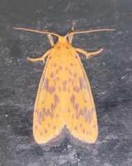 Miltochrista arcuata