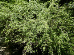 Kunzea robusta