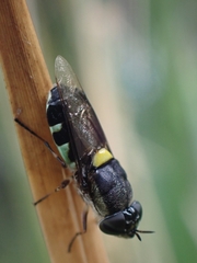 Odontomyia hunteri