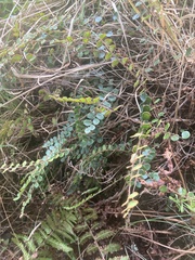 Pellaea rotundifolia