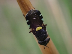 Odontomyia hunteri