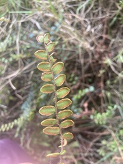 Pellaea rotundifolia