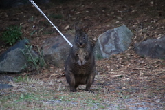 Thylogale billardierii