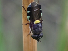 Odontomyia hunteri