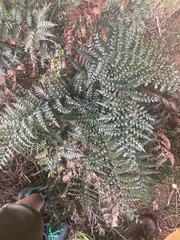 Polystichum